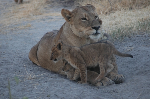 Lion and cub 